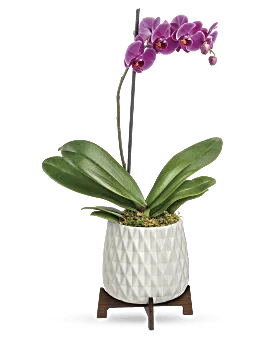 Architectural Orchid Plant | Orchids | Same Day Flower Delivery | Multi-Colored | Teleflora