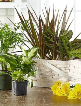 Florist Designed Blooming and Green Plants in a Basket