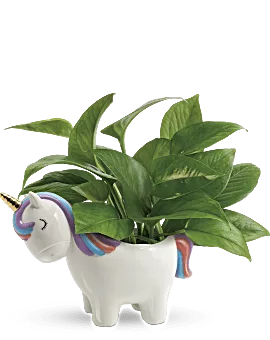 Peaceful Unicorn Pothos Plant | Mixed Bouquets | Same Day Flower Delivery | Green | Teleflora