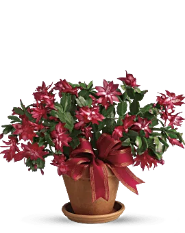 Teleflora Christmas Cactus. Red & Green Plant In Terra-Cotta Pot. Same Day Flower Delivery